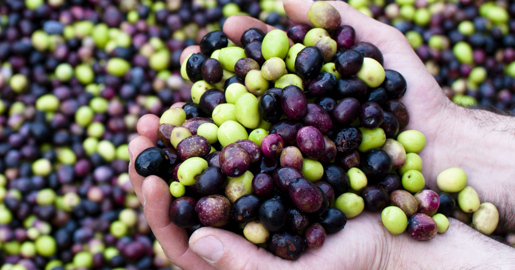 Celebrate the Olive Oil Harvest